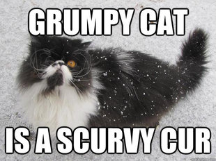 pirate cat