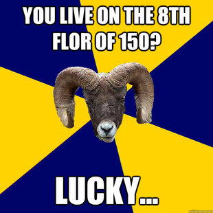Suffolk Kid Ram