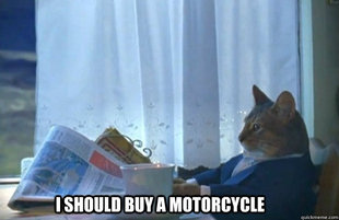 Sophisticated Cat is broke