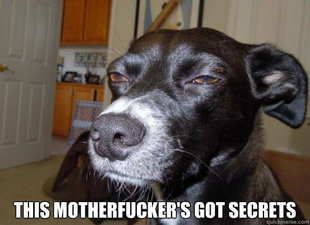 Suspicious Dog