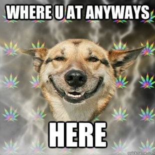 Stoner Dog