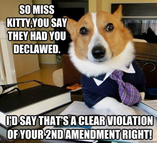 Lawyer Dog