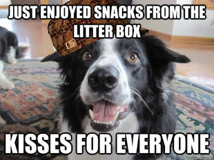Scumbag Dog