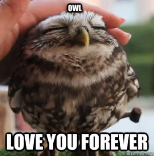 cute owl