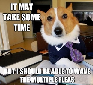 Lawyer Dog