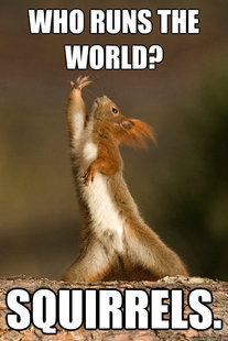 Who Run The World Squirrels