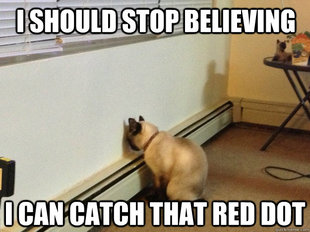Regretful Cat