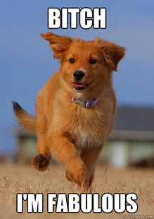 Ridiculously Photogenic Puppy