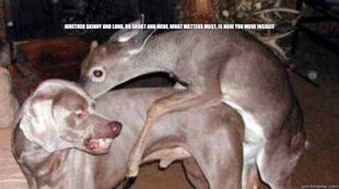 Anal Sex