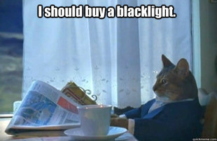 Sophisticated Cat is broke