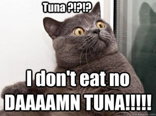 conspiracy cat