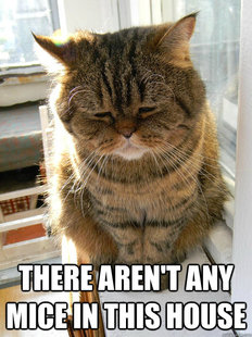 First World Cat Problems