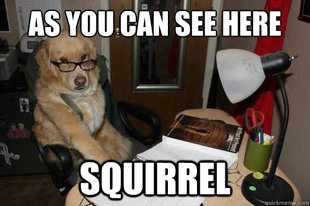 Financial Advice Dog