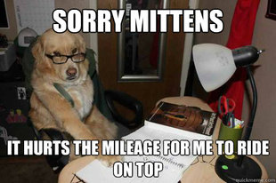 Financial Advice Dog