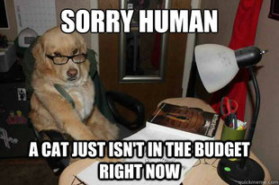 Financial Advice Dog