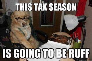 Financial Advice Dog