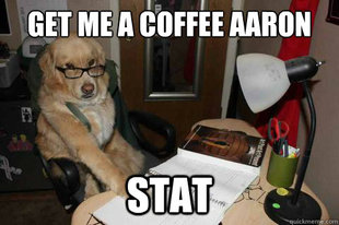 Financial Advice Dog