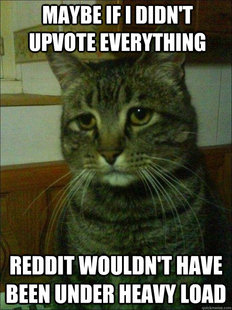 Depressed cat