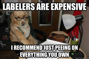 Financial Advice Dog