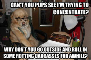 Financial Advice Dog