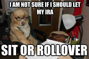 Financial Advice Dog