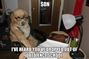 Financial Advice Dog