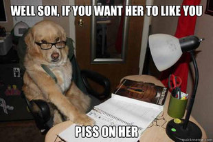 Financial Advice Dog