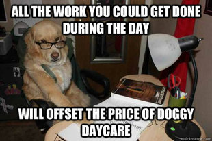 Financial Advice Dog