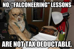 Financial Advice Dog