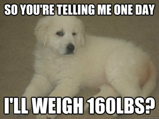 Skeptical Puppy
