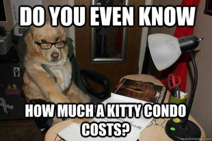 Financial Advice Dog