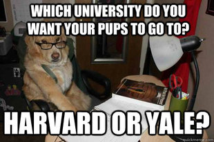 Financial Advice Dog