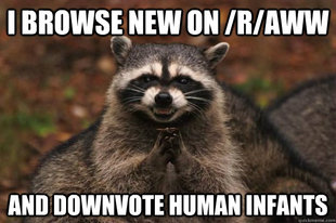 Evil Plotting Raccoon