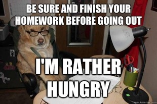 Financial Advice Dog