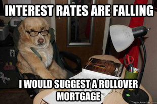 Financial Advice Dog
