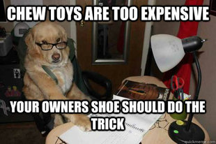 Financial Advice Dog
