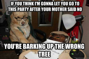 Financial Advice Dog