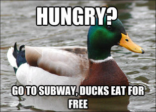 Actual Advice Mallard