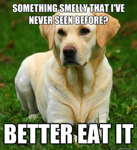 Dog Logic
