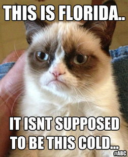 Grumpy cat