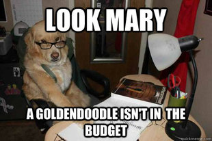 Financial Advice Dog