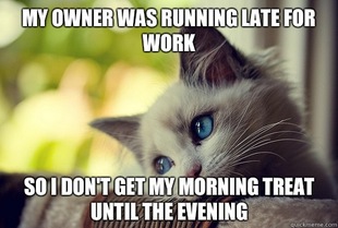 First World Cat Problems