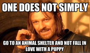 One Does Not Simply