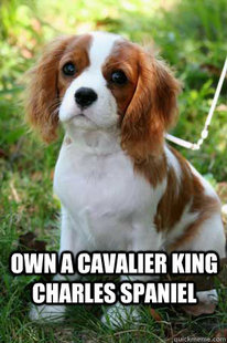 cavalier king charles