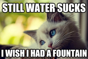 First World Cat Problems