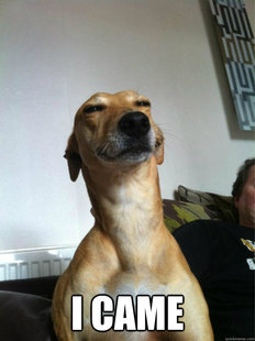 My dogs face when I came home from University after three years fixed
