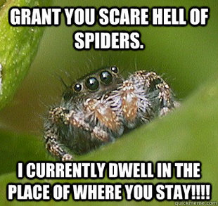 Misunderstood Spider
