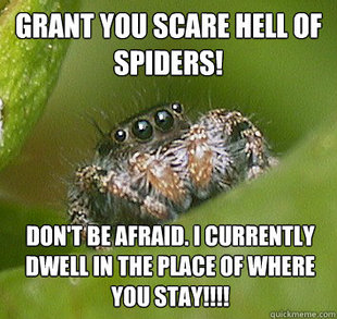 Misunderstood Spider