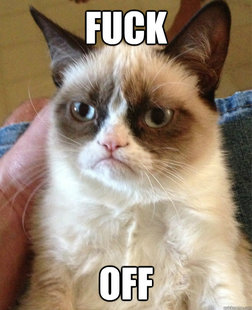 Grumpy cat