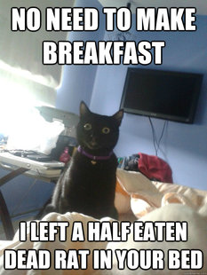 overly attached cat